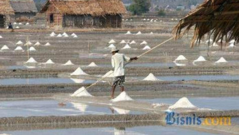 Jumlah Petambak Naik, Produksi Garam Cirebon Justru Merosot