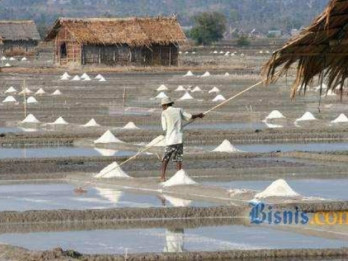 Jumlah Petambak Naik, Produksi Garam Cirebon Justru Merosot