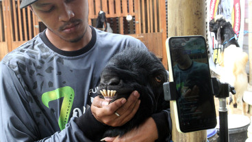 Penjualan Kambing Kurban Live Streaming di Malang