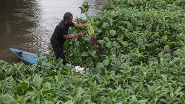 Kelompok Ankubas Menyulap Gulma Menjadi Aroma Bernilai Ekonomi