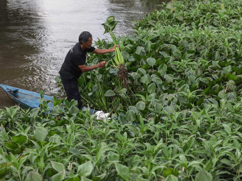 Kelompok Ankubas Menyulap Gulma Menjadi Aroma Bernilai Ekonomi