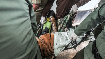 Harimau Sumatra Terluka Jerat Dapatkan Tindakan Medis