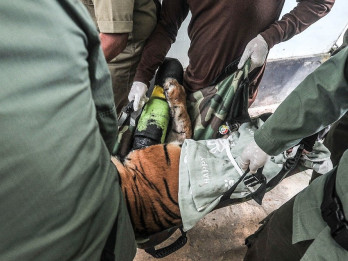 Harimau Sumatra Terluka Jerat Dapatkan Tindakan Medis