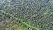 Harga Sawit Riau Turun ke Level Rp3.363,58 per Kg