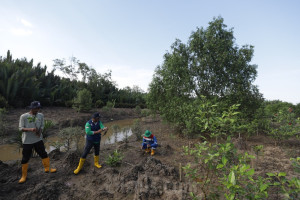 Perluasan Ekosistem Hutan Bakau