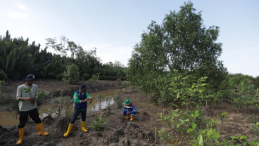 Perluasan Ekosistem Hutan Bakau