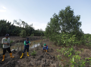 Perluasan Ekosistem Hutan Bakau