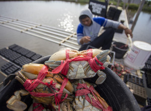 Pembibitan Kepiting Untuk Kelestarian Ekosistem