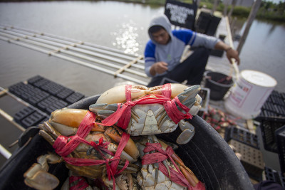 Pembibitan Kepiting Untuk Kelestarian Ekosistem