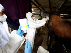 Catat! Rumah Potong Hewan Wajib Sertifikasi Halal Mulai 2026
