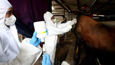 Catat! Rumah Potong Hewan Wajib Sertifikasi Halal Mulai 2026