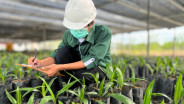 Astra Agro (AALI) Luncurkan 3 Varietas Bibit Unggul Sawit
