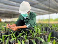 Astra Agro (AALI) Luncurkan 3 Varietas Bibit Unggul Sawit