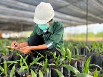 Astra Agro (AALI) Luncurkan 3 Varietas Bibit Unggul Sawit