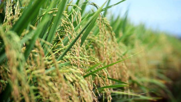 Produksi Padi Sumsel Hingga Juni Diperkirakan Meningkat 11%