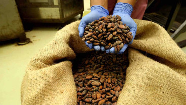 OJK Tingkatkan Kapasitas Petani Kakao di NTB