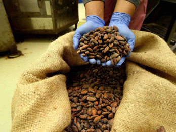 OJK Tingkatkan Kapasitas Petani Kakao di NTB
