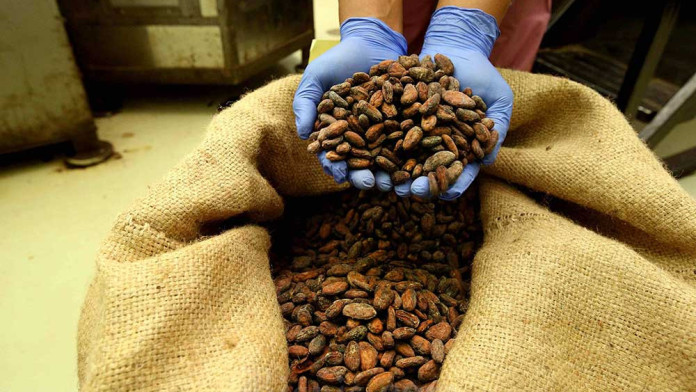 OJK Tingkatkan Kapasitas Petani Kakao di NTB