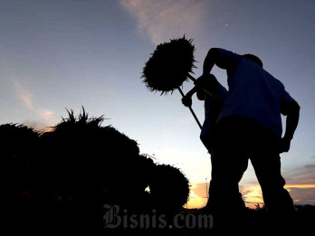 Harga TBS Sawit Sumut Hari Ini (30/5) Terkoreksi Lagi, Tertinggi Rp3.372,71 per Kg