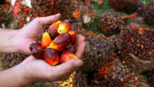 Rencana Replanting, Emiten CPO Haji Isam PGUN Siapkan Capex Rp191 Miliar
