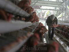 Menadah Tebaran Dividen Jumbo Emiten Unggas JPFA, CPIN Cs