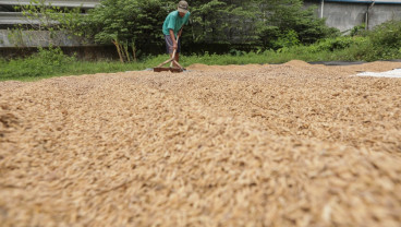 Mentan Amran Klaim Petani Untung Besar: Stok Beras Tembus 4 Juta Ton