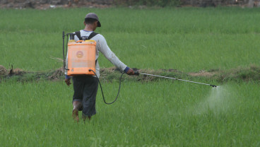 Kesejahteraan Petani Naik Tipis Mei 2025, Terpangaruh NTP Harga Cabai - Kelapa Sawit