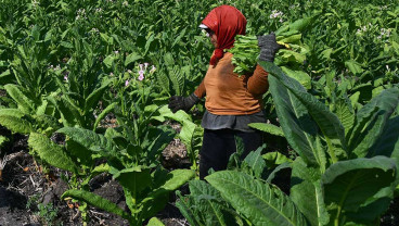 RI Perlu Jaga Industri Tembakau dari Intervensi Asing