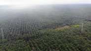 Petani Bengkulu dan Riau Paling Sejahtera di Indonesia Mei 2025