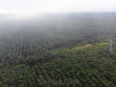 Petani Bengkulu dan Riau Paling Sejahtera, Papua Memiliki NTP Paling Rendah