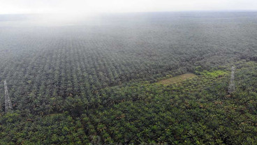 Petani Bengkulu dan Riau Paling Sejahtera, Papua Memiliki NTP Paling Rendah