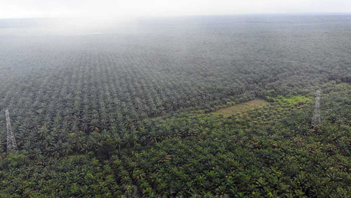 Petani Bengkulu dan Riau Paling Sejahtera, Papua Memiliki NTP Paling Rendah