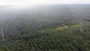Petani Bengkulu dan Riau Paling Sejahtera di Indonesia Mei 2025