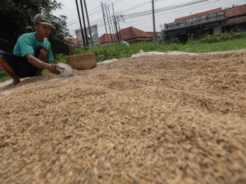 NTP Sumsel Naik 1,24%, Disumbang Peningkatan Harga Gabah Petani