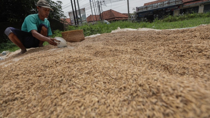 NTP Sumsel Naik 1,24%, Disumbang Peningkatan Harga Gabah Petani