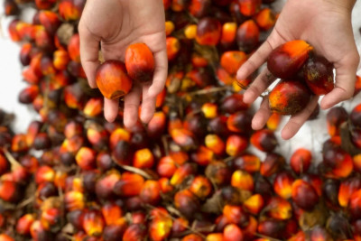 Petik Profit Saham Sawit, Harga CPO Anti-Loyo