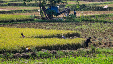 Daya Beli Petani Kaltim Melemah 0,40%, Sektor Hortikultura Jeblok