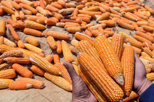 BPS Mencatat Produksi Jagung Pipilam Kering Hingga Juli 2025 Sebanyak 12,78 Juta Ton