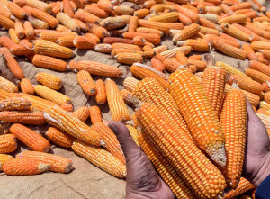 BPS Mencatat Produksi Jagung Pipilam Kering Hingga Juli 2025 Sebanyak 12,78 Juta Ton