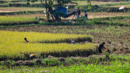Jelajah Daulat Pangan 2025: Tantangan Penanaman Hortikultura di Karawang