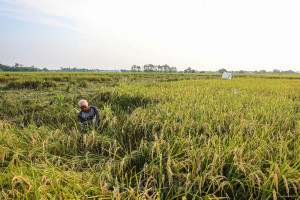 Pemerintah Dorong Petani Padi Panen Tiga Kali Dalam Setahun Untuk Mencapai Target Produksi Gabah Kering