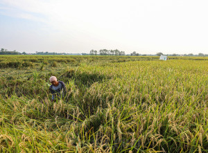 Pemerintah Dorong Petani Padi Panen Tiga Kali Dalam Setahun Untuk Mencapai Target Produksi Gabah Kering