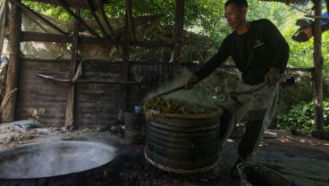 Awal Juni 2025, Harga Komoditas Gambir di Sumbar Mulai Membaik