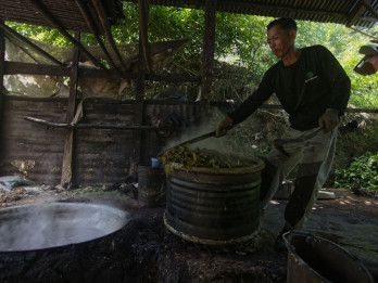 Awal Juni 2025, Harga Komoditas Gambir di Sumbar Mulai Membaik