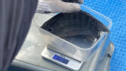 Menilik Hasil Uji Coba Maggot, Pakan Ikan Air Tawar yang Ekonomis dan Ramah Lingkungan