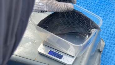 Menilik Hasil Uji Coba Maggot, Pakan Ikan Air Tawar yang Ekonomis dan Ramah Lingkungan