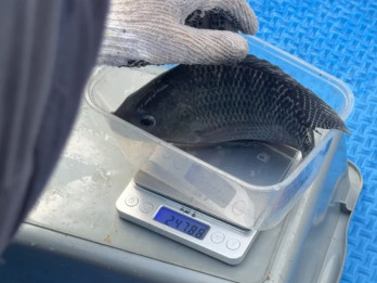 Menilik Hasil Uji Coba Maggot, Pakan Ikan Air Tawar yang Ekonomis dan Ramah Lingkungan