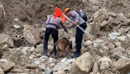 Anjing Pelacak Endus Titik Keberadaan Korban Longsor Gunung Kuda Cirebon