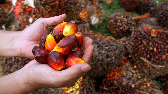 Harga Minyak Sawit Melonjak Usai India Pangkas Bea Masuk