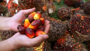 Harga Minyak Sawit Melonjak Usai India Pangkas Bea Masuk